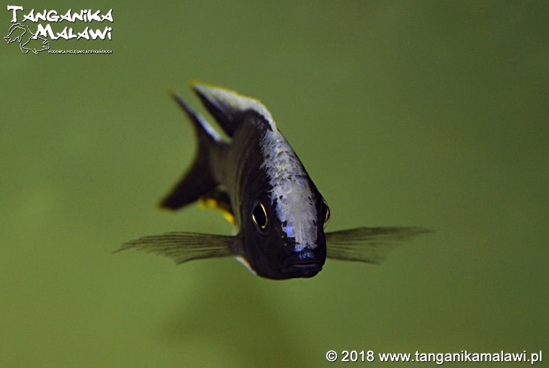 Aulonocara kandeense 'Kande Island'